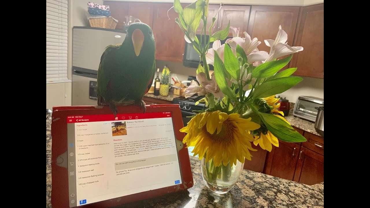 🦜Paprika App for Cooking🥘!