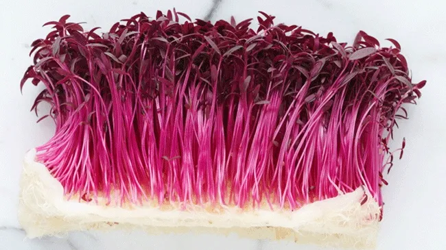 How to Soak and Sprout Guide