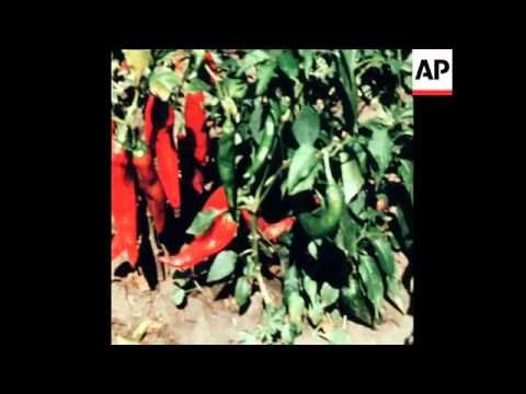 SYND 14 9 76 CO-OPS ENJOY BUMPER PAPRIKA HARVEST IN HUNGARY