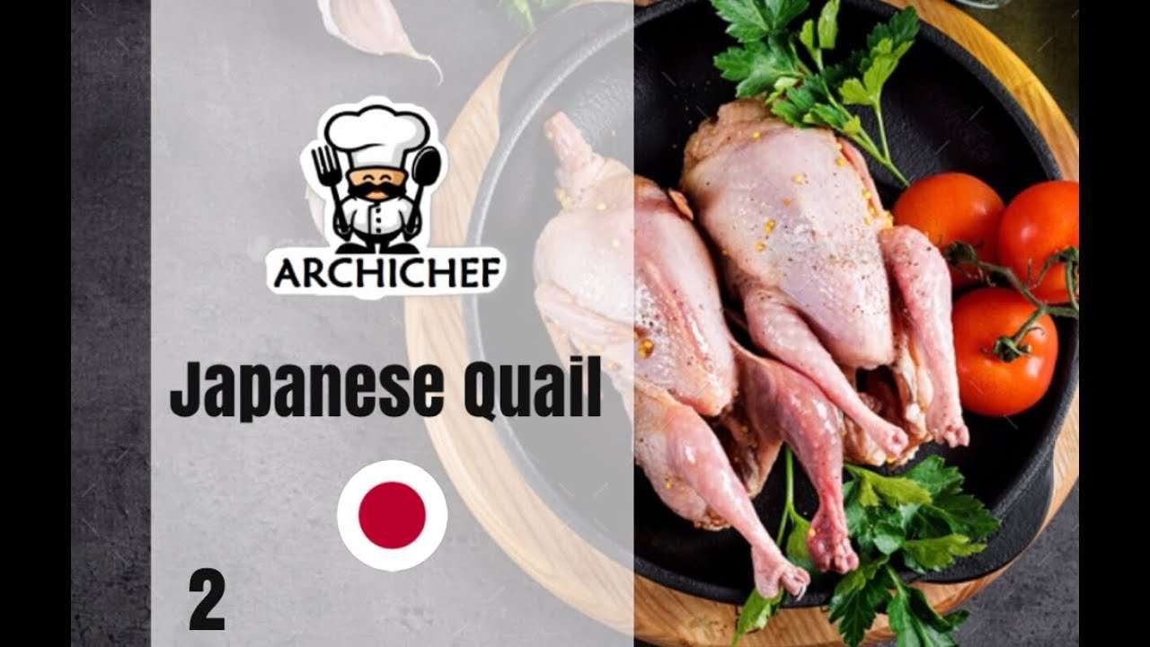 JAPANESE  QUAIL