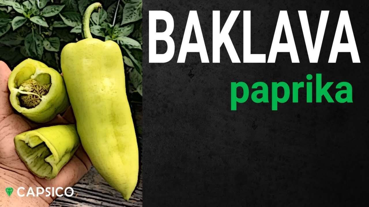 CAPSICO paprika fajták – BAKLAVA