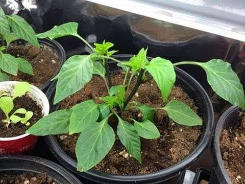 Pruning Hot Pepper Plants for HUGE YIELDS in the Alberta Urban Garden
