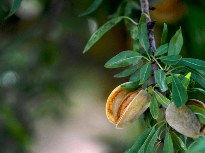 Convinced Growing Almonds Wastes Water? Hang On a Minute