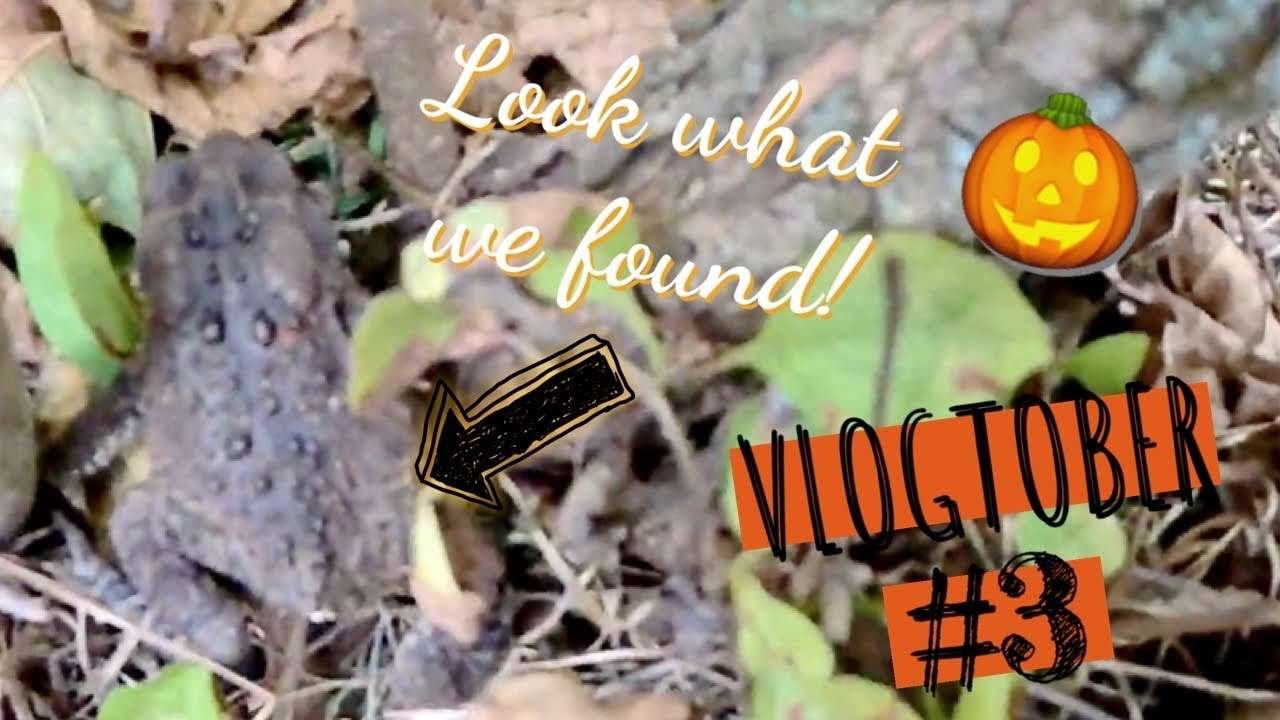 VLOGTOBER Day 3 | Toad Catching & Crockpot Chili Recipe
