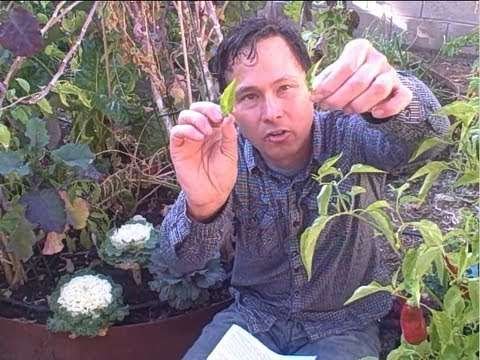 Can You Eat the Leaves of Pepper Plants? and other Gardening Questions and Answers
