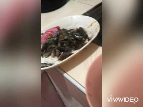 CHEESY GARLIC BUTTERED SHRIMPS