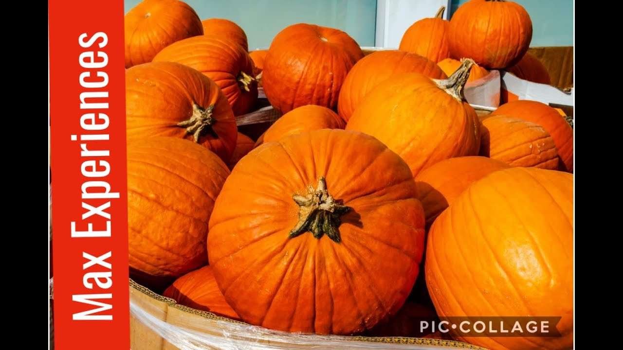 How to make easy pumpkin soup with croutons | healthy soup recipe | halloween special | winter soup