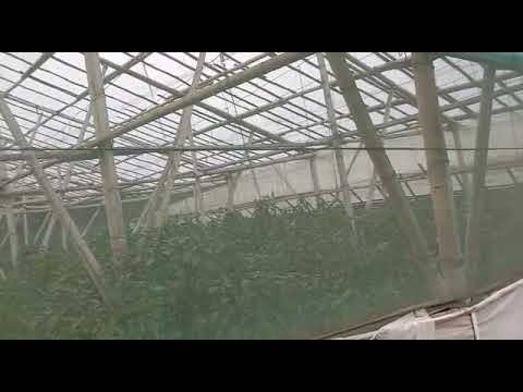 Green house paprika