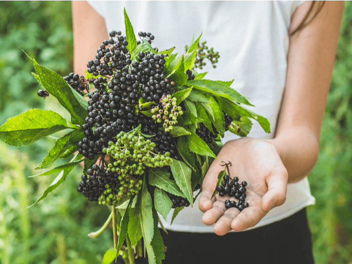 Does Elderberry Work? Here’s What Science Says