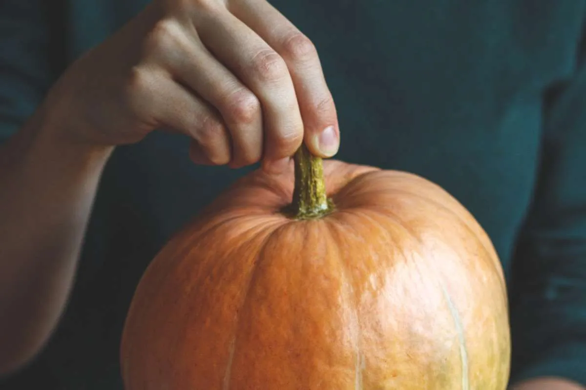 Sweet & Savory Pumpkin Recipes
