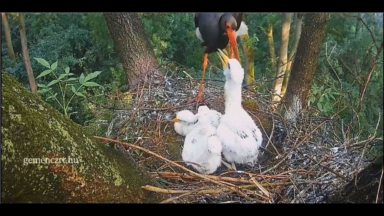 Hungarian BS~Breakfast by Sara~7:00am  2018/05/24