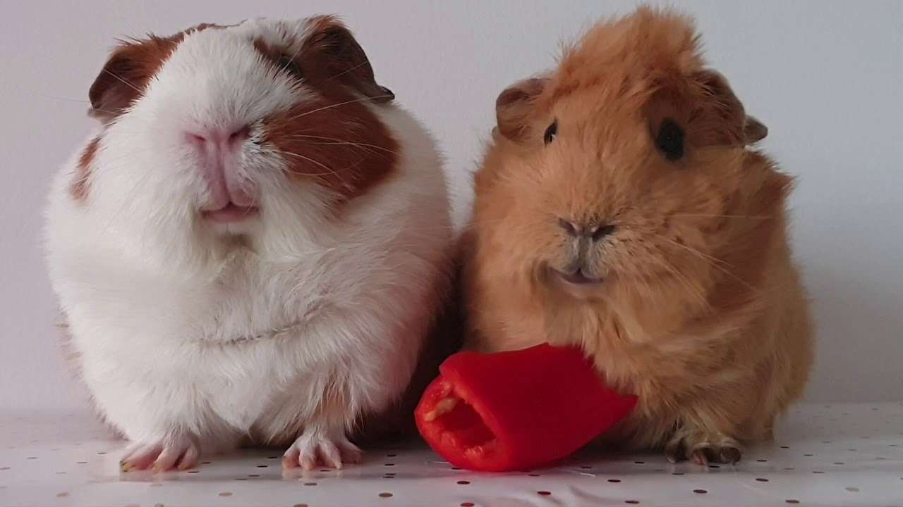 2 Guinea Pigs 1 Paprika | DUMPLINGS GANG