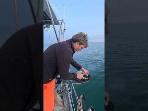 Recipe: Fresh mackerel on the BBQ in 2 minutes.