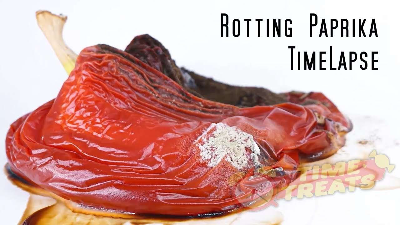 Rotting paprika Time lapse – Timelapse photography video Time Treats