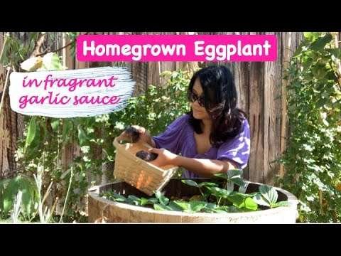 HOMEGROWN EGGPLANT IN FRAGRANT GARLIC SAUCE RECIPE | SZECHUAN CCOKING | GROWNG & HARVESTING EGGPLANT