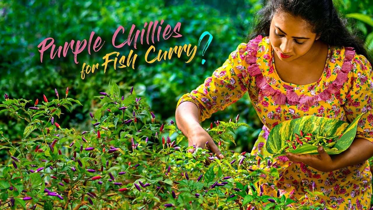 Cannot be satisfied by only making Fish curry with this "fire hot" Purple chillies | Traditional Me