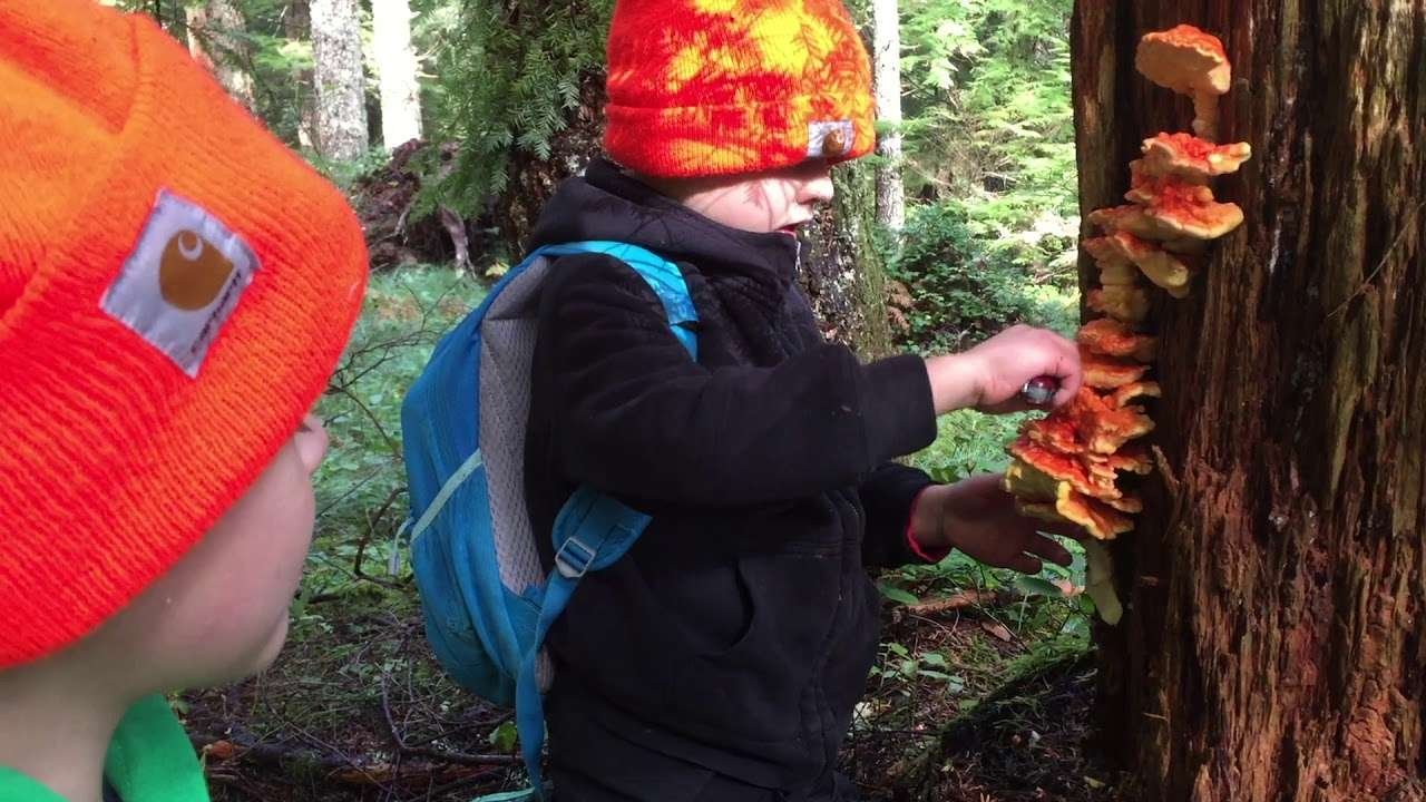 Chicken of the Woods Recipe – Cooking chicken nuggets from a mushroom! – Chicken of the Woods Fried