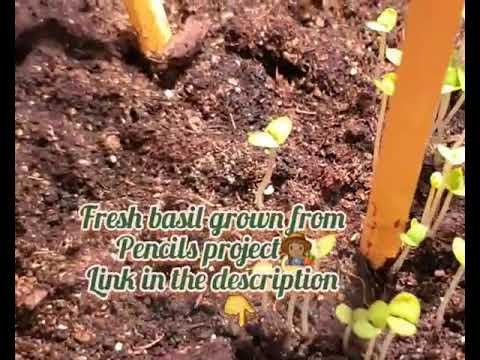 🐔🌱Fresh Egg,Loaded  Supreme, Bake🐔🌱