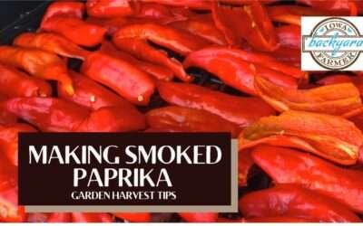 Making Smoked Paprika Powder