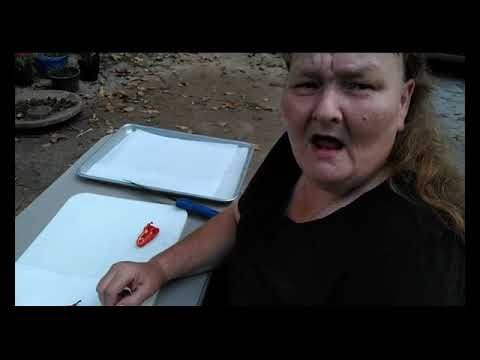 Leutschauer Paprika Peppers – Harvesting, Saving Seeds and Making Smoked Paprika