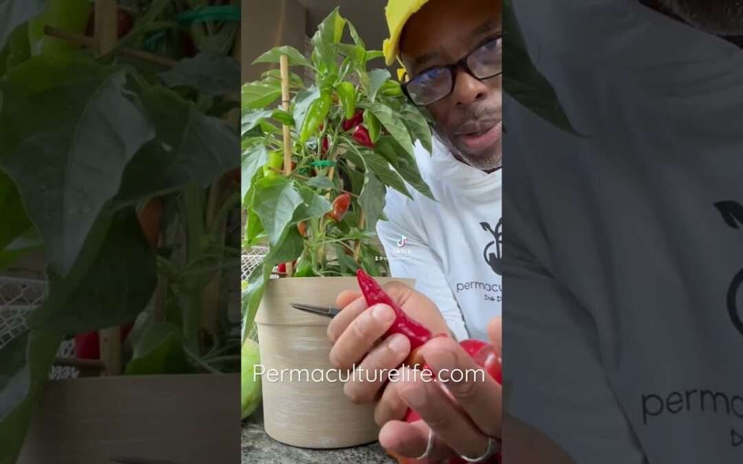 How to make your own paprika !