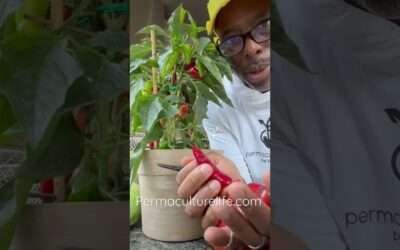 How to make your own paprika !