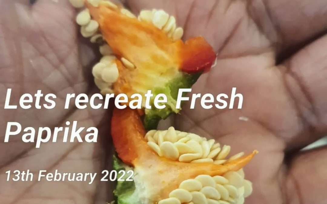 Growing paprika from fresh seeds