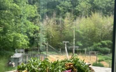 Ultimate Breakfast Tacos | Nutrition Stripped