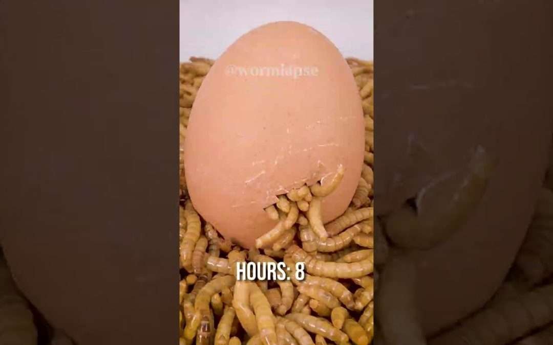 Mealworms vs BOILED EGG