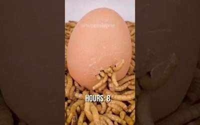 Mealworms vs BOILED EGG